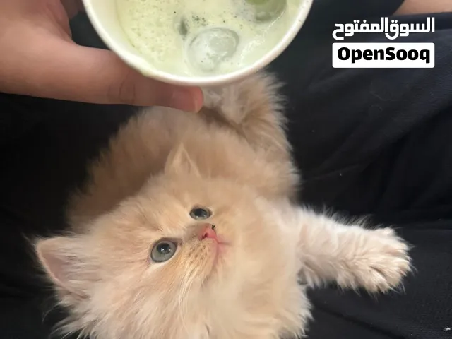قطط شيرازي Persian kittens