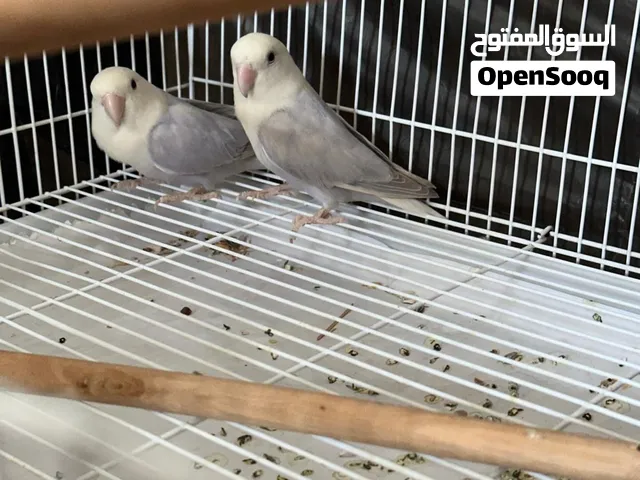 زوج روز غير اليف