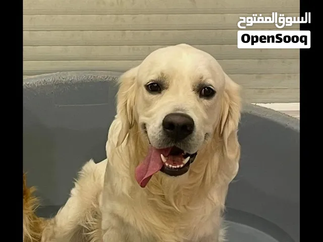 للبيع كلب قولدن ريتريفر ابيض علي كريمي