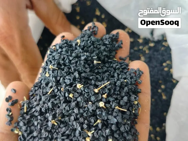 بذر بصل يمني