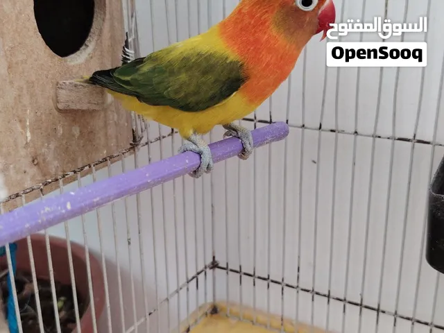 بسم الله ما شاء الله جواز فيشر شغاله طفرات حلوه للبيع او للبدل