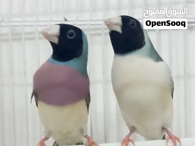 gouldian finche