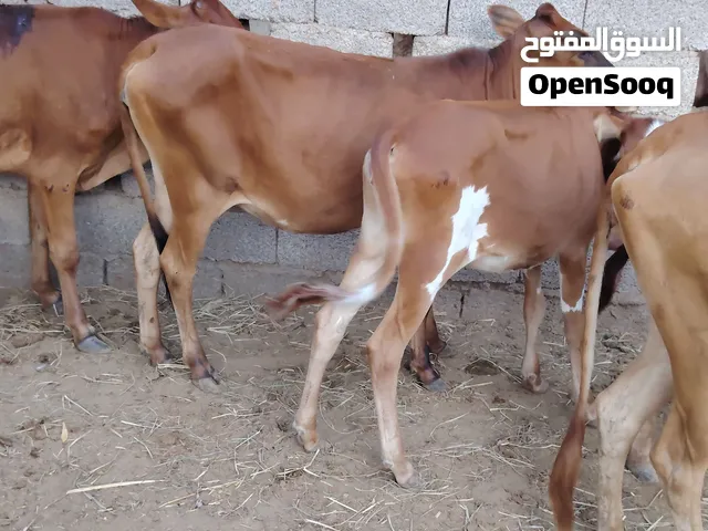 للبيع عجلات 6 ما شاء الله حلال طيب للتربيه او لذبح