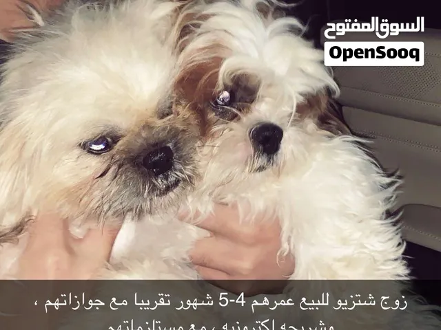 كلاب نوع سيتزو ذكر وانثى للبيع