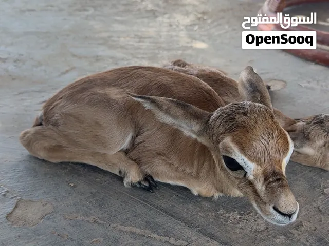 غزلان الديماني انتاج شهر سبتمبر