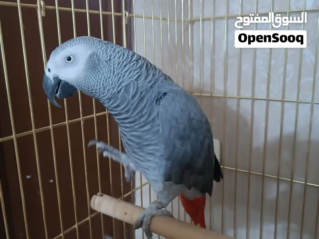 كاسكو متكلم اليف حجل ذهبي