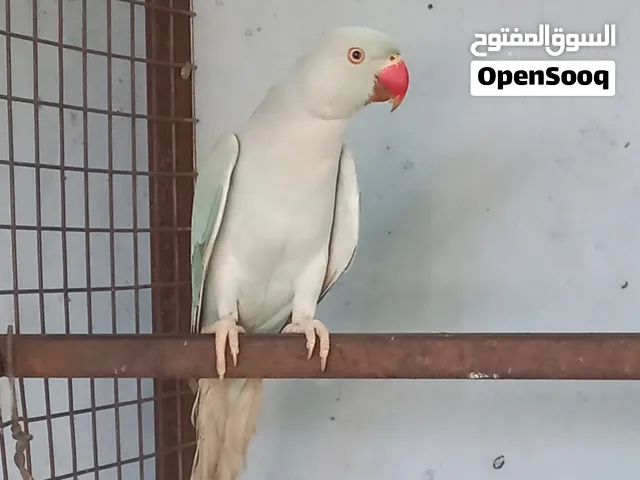 ذكور دره ملونه زيتوني وبحري
