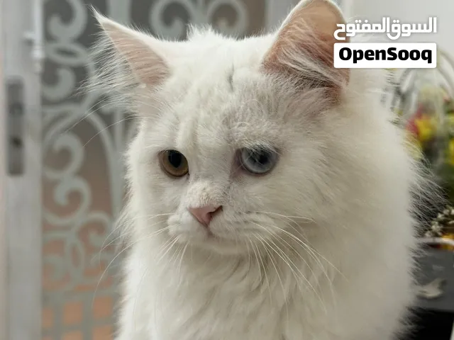 للبيع قطة شيرازية بيضاء