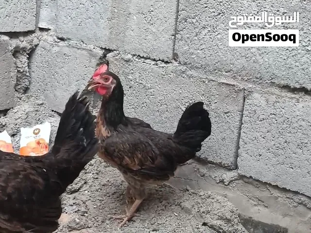 س التك 20 صاحيات وملقحات مال بيت كاطعات بيض حاليا