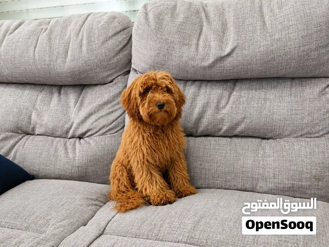 للبيع Shih-Poo