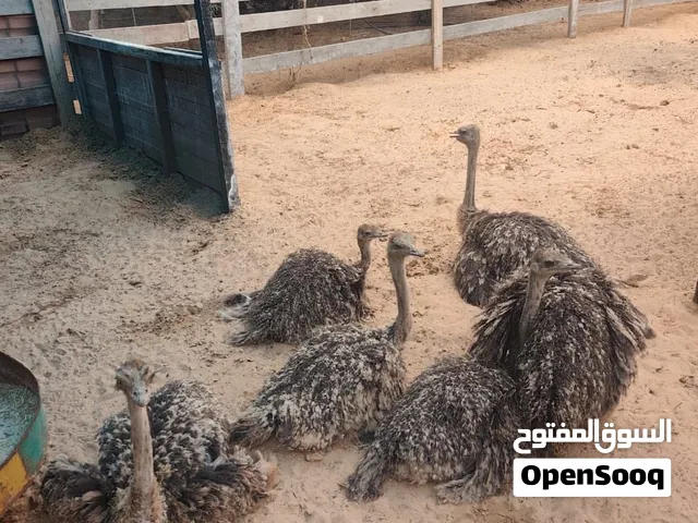 الله يبارك للبيع نعام العمر أربع شهور