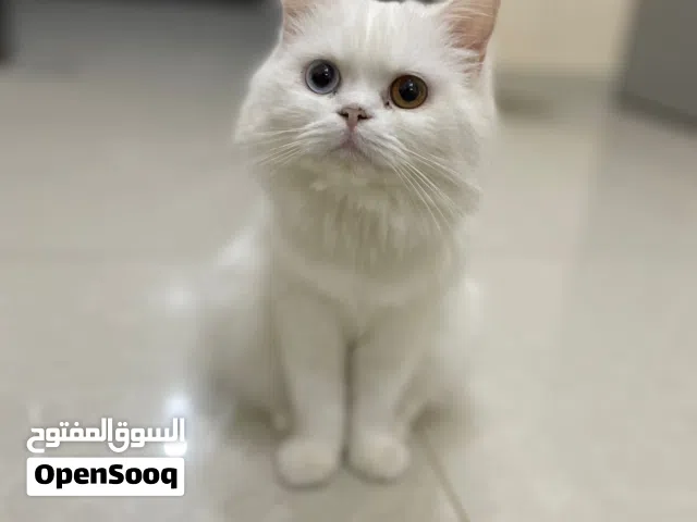cat for adoption