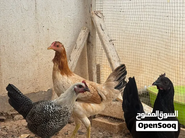 دجاج بلدي عمر ستة أشهر و الصيصان بلدي عمر شهرين ونصف