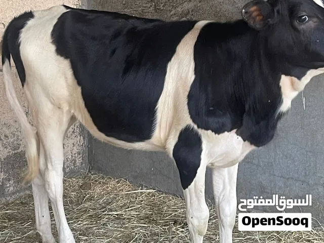 عجله هولنديه مال حليب يلي يبا يربي او يذبح للبيع أبقار