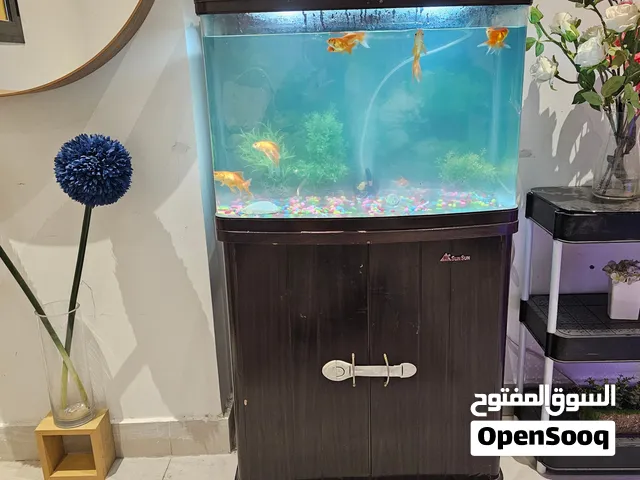 fish set with good box