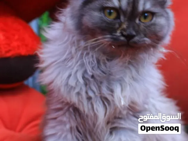 قط شيرازي مون فيس