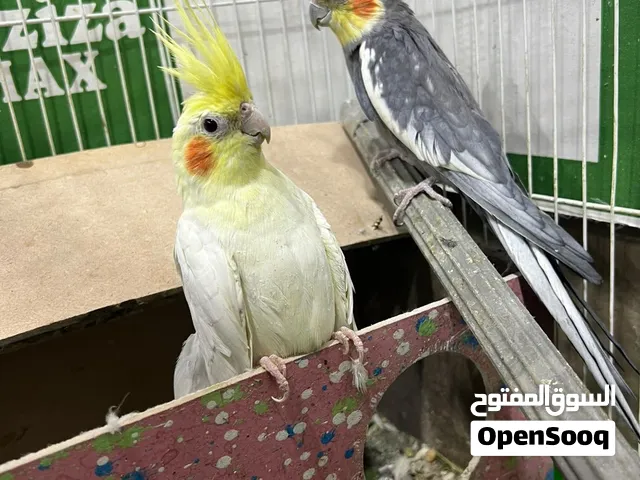 زوج كوكتيل