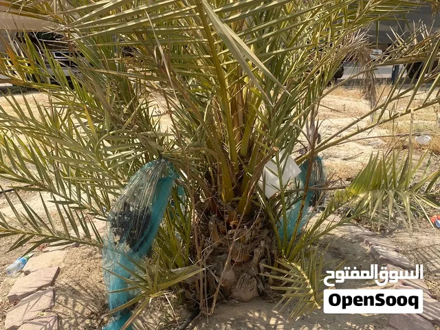 نخل برحي اصلي