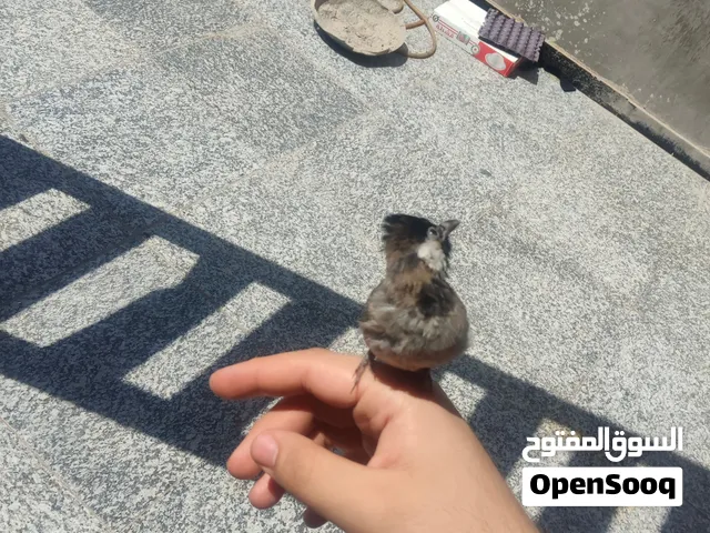 بلبل اليف مغرد