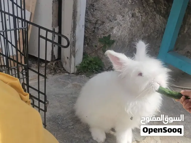 جوز ارانب انقورا شغالات مشالله عنهم