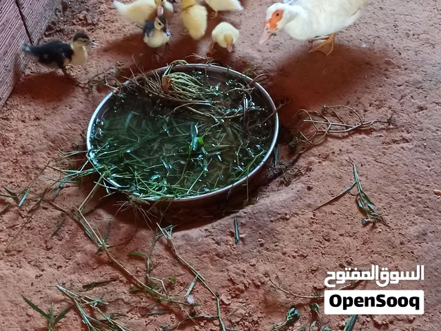 بطه معاها 8 فلاليس