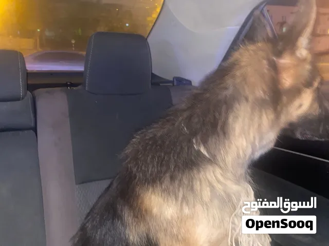 للبيع أنثى جرمن او لي البدل