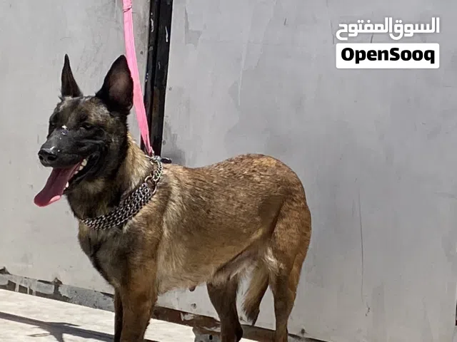 بلجم مالينو انثى بلجيكيه