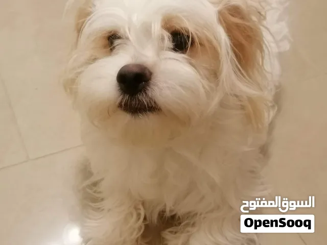 كلب الهافانيز العمر 10شهور ذكر