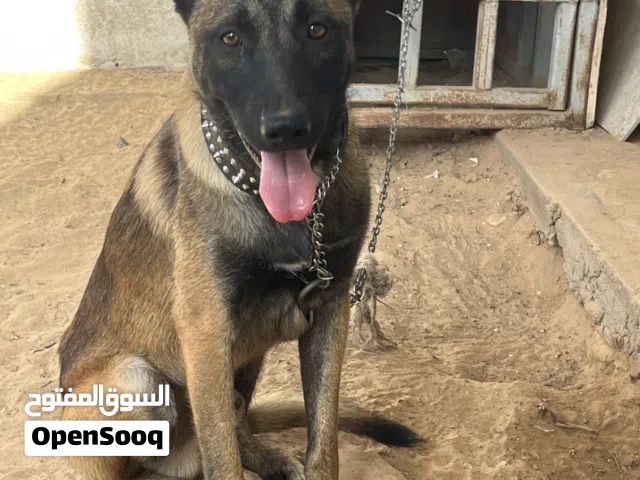 ذكر مالينوا للبيع