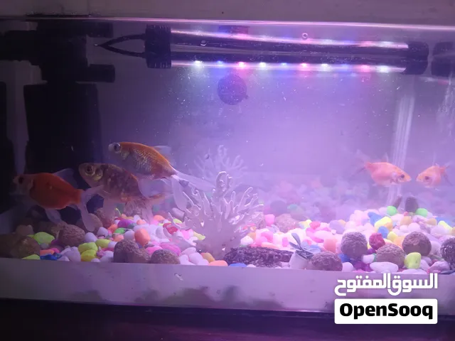 حوض سمك للبيع مع أسماكه