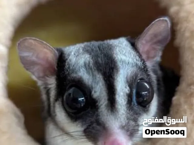 LF: Sugar Glider Anny color