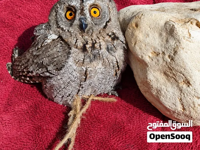سلام عليكم موجود بفضل بوم قزم و بوك فرعوني طبعن اشي نخب