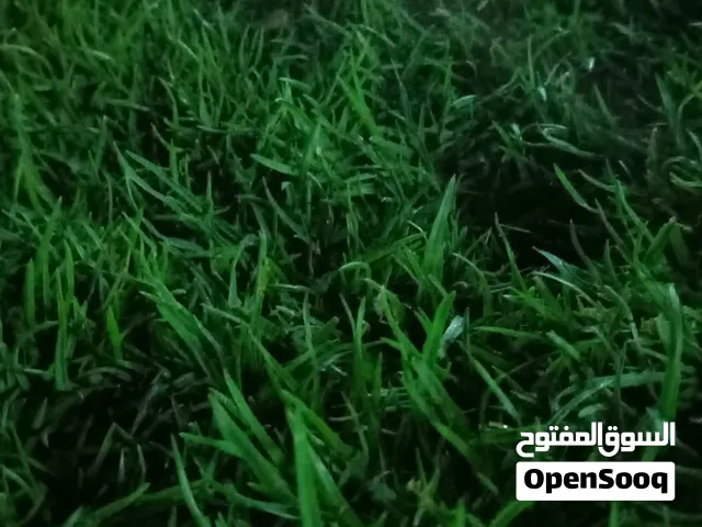 عشب طبيعي بلسبليم  وبرموده
