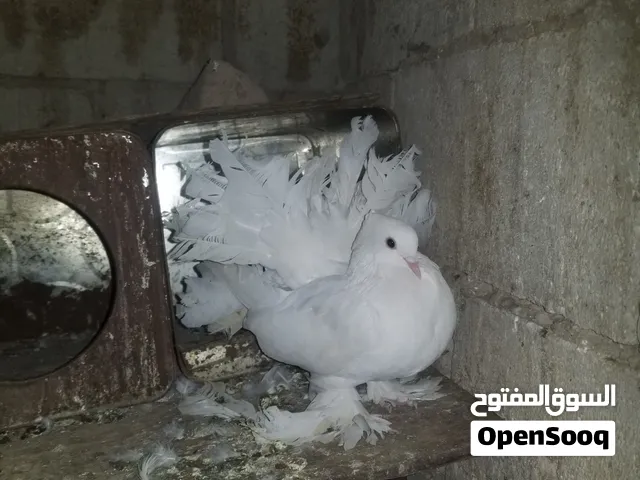 أنثى رقاص ملكي حجم كبير تبارك الله