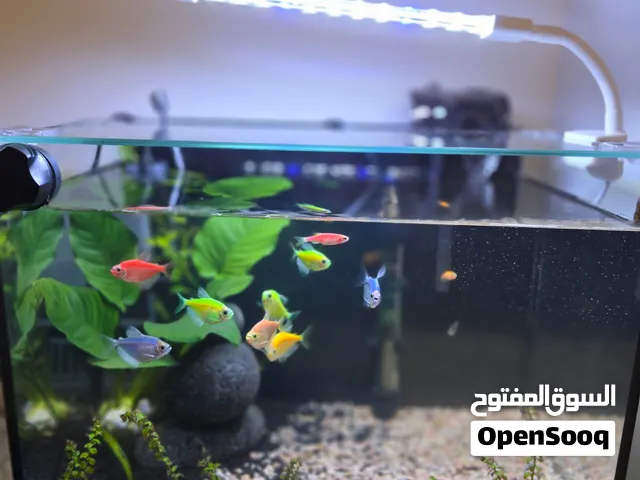 Fish tank for sale