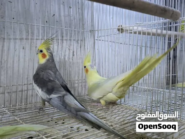 كوكتيل جميع الطفرات