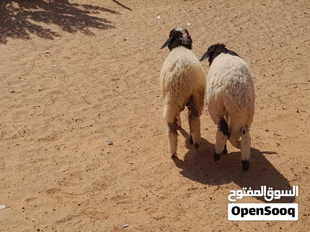 2فطايم وطنيات خوات مشالله ناشطات وسليمات عمرهم 5شهور محصنات..
