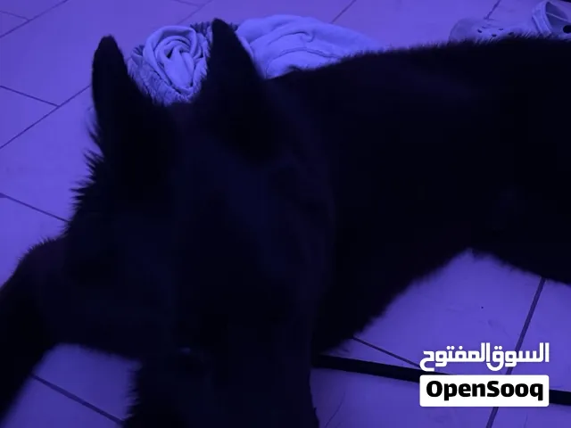 كلب جيرمن اسود