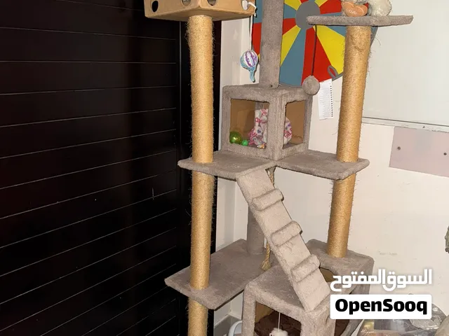 منزل القطط