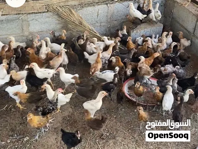 دجاج محلي عمر شهرين  اقرا الوصف ضروي