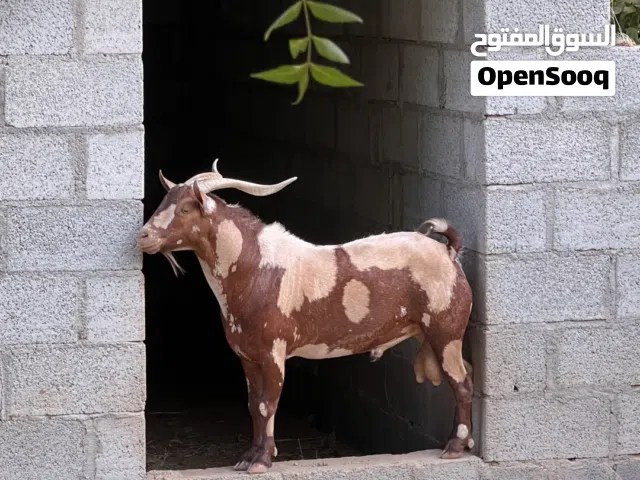 للبيع تيس هديد صلالة