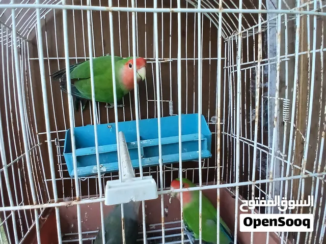 3 اناثي بركديلو نص لفه