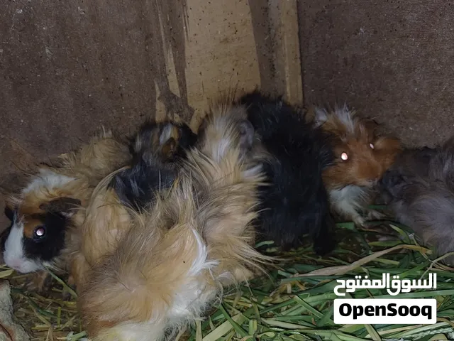 قندي درجة اولى