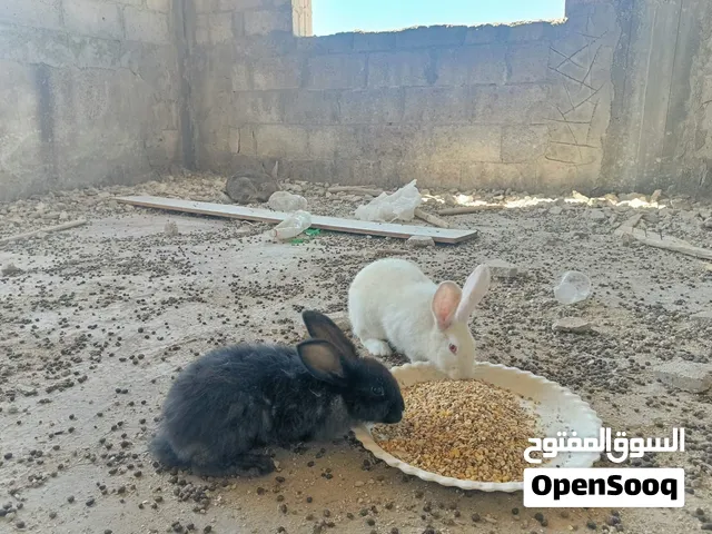 ارانب للبيع ذكر وثلث اناثي 20 دينار