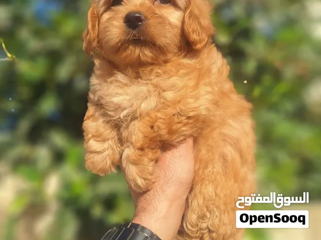 Maltipoo اصغر حجم العمر شهرين متعودين على الحمام على البادز