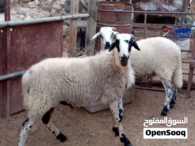 الشرا يرن وان شاء الله ما بنقصر مع حدا