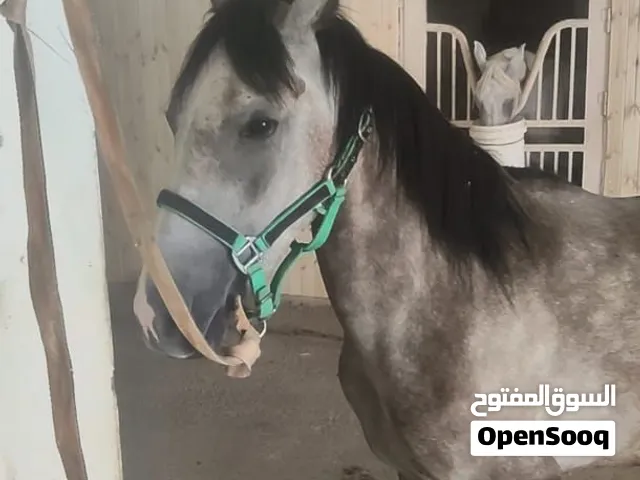 فرس رمادي داكن عمر 3 سنوات سعر حرق حرق محجله اعادة نشر لعدم المصداقية السعر 1500قابل للتفاوض