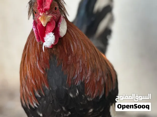 سلام عليكم متاح ماكنتوش ثنين ديج +1دجاجه الديوجه فرك نصبه ماشالله والدجاجه سيافي عل وجه بياض