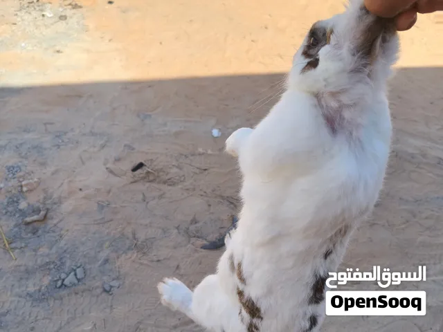بسم الله ماشاء الله