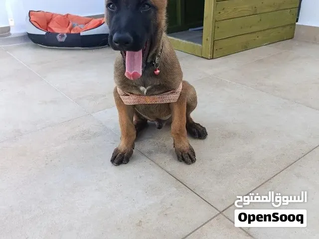 مطلوب جرو بيتبول للبيع